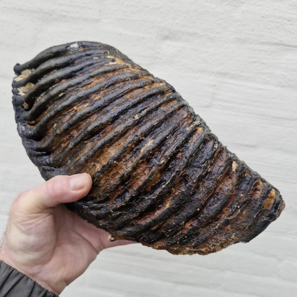 Woolly Mammoth - Fossil molar - Mammuthus primigenius - 315 mm - 160 mm  (No Reserve Price) #1.0