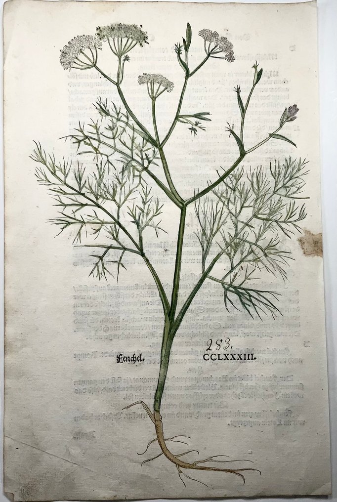 Leonhard Fuchs - Large folio with large woodcut, Fennel (Foeniculum vulgare) - 1543 #2.1