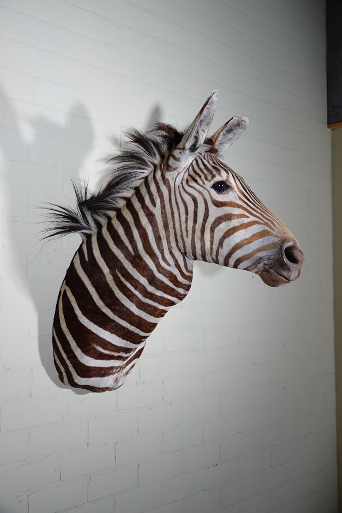 Zebra Head Επιτοίχια βάση ταρίχευσης - Equus quagga - 45 cm - 70 cm - 100 cm - Είδη που δεν ανήκουν στο CITES #4.3