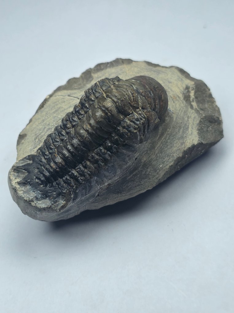 Trilobiet - Gefossiliseerd dier - Crotalocephalina Gibbosa - 6 cm  (Zonder Minimumprijs) #2.1