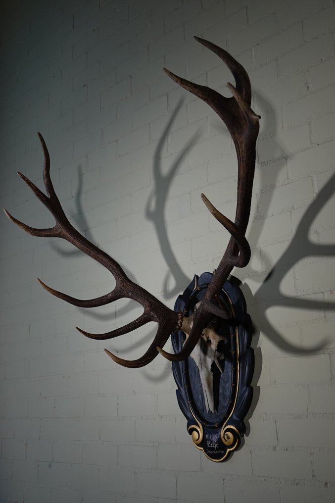 Μεγάλος Κόκκινος Ελάφι - κεφάλι σε ασπίδα. Επιτοίχια βάση ταρίχευσης - Cervus elaphus - 112 cm - 60 cm - 130 cm - non-CITES species #1.0