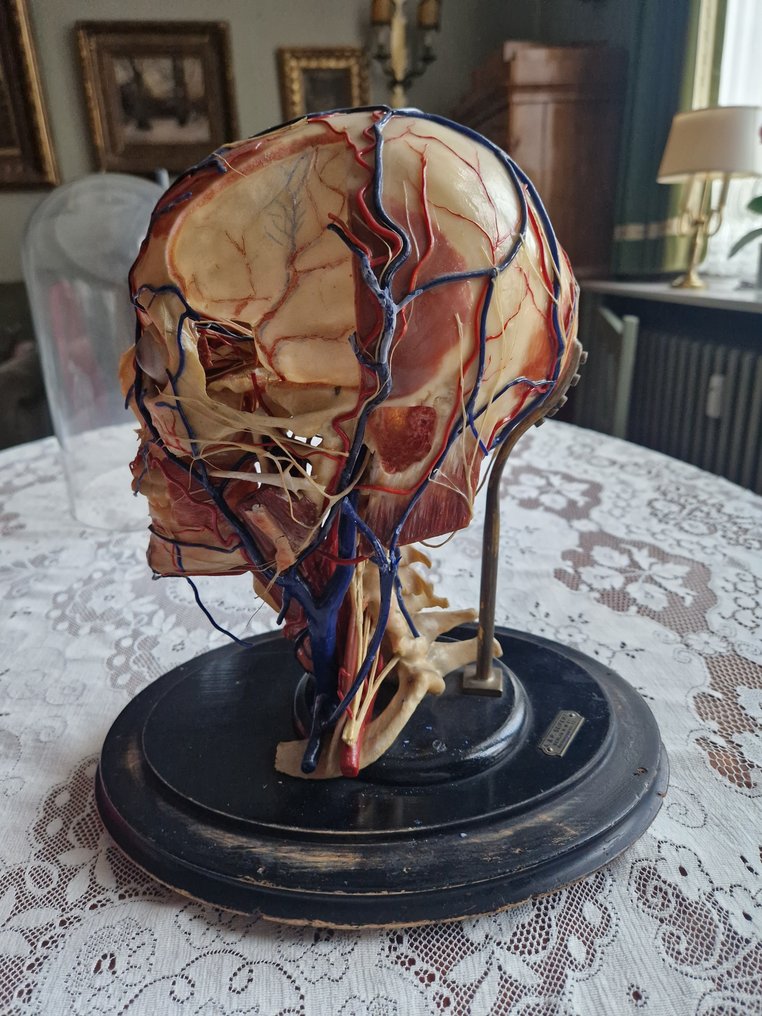 Modello anatomico -  - 1930-1940 - Modello anatomico in cera di un cranio - A & P Seifert #1.0