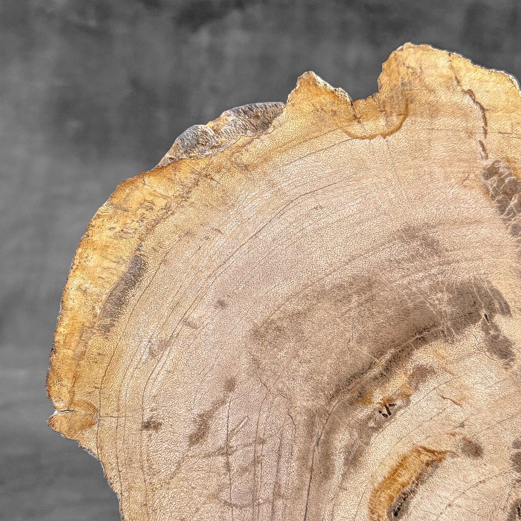 令人惊叹的化石木片，放置在定制底座上。 - 化石木材 - 26.2 cm - 30.4 cm  (沒有保留價) #3.2