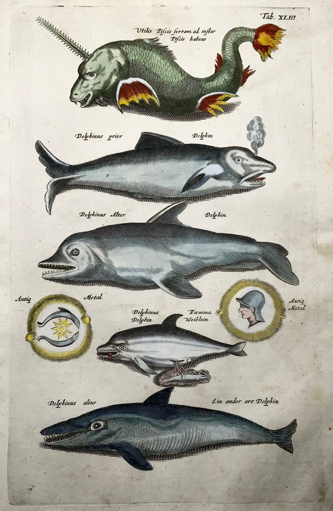 Matthäus Merian (1593-1650) - hand coloured folio: Sea Monster, Dolphins - 1657 #4.3