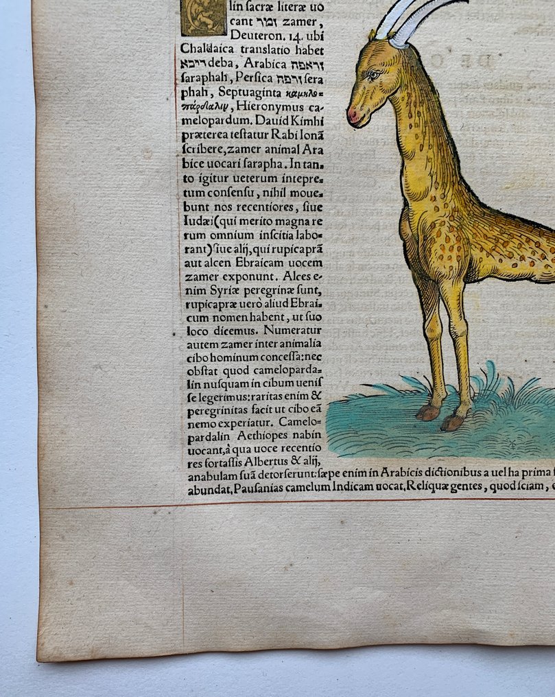 Conrad Gesner - Icones animalium quadrupedum uiuiparorum et ouiparorum - 1555 #4.3