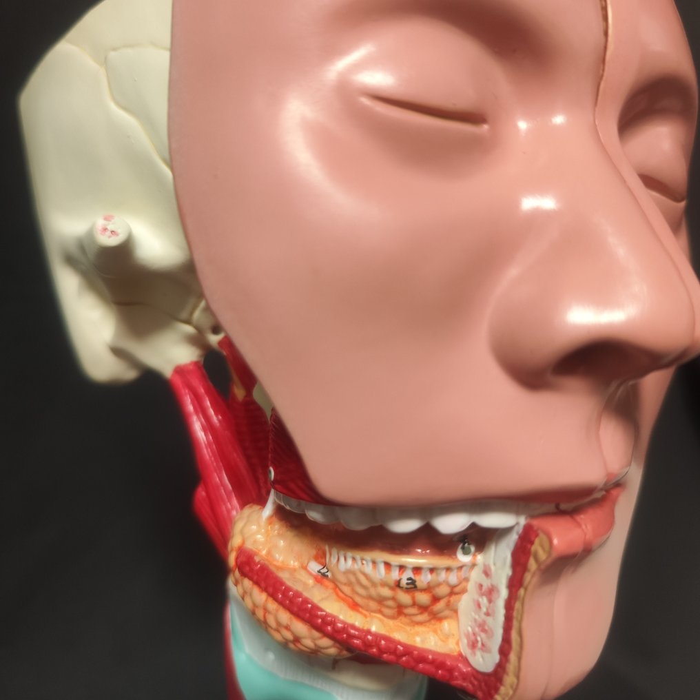 Anatomical skull, flayed, LFE size. Full skeleton with skull - Tête d écorché - 27 cm - 17 cm - 15 cm -  (1) #1.0