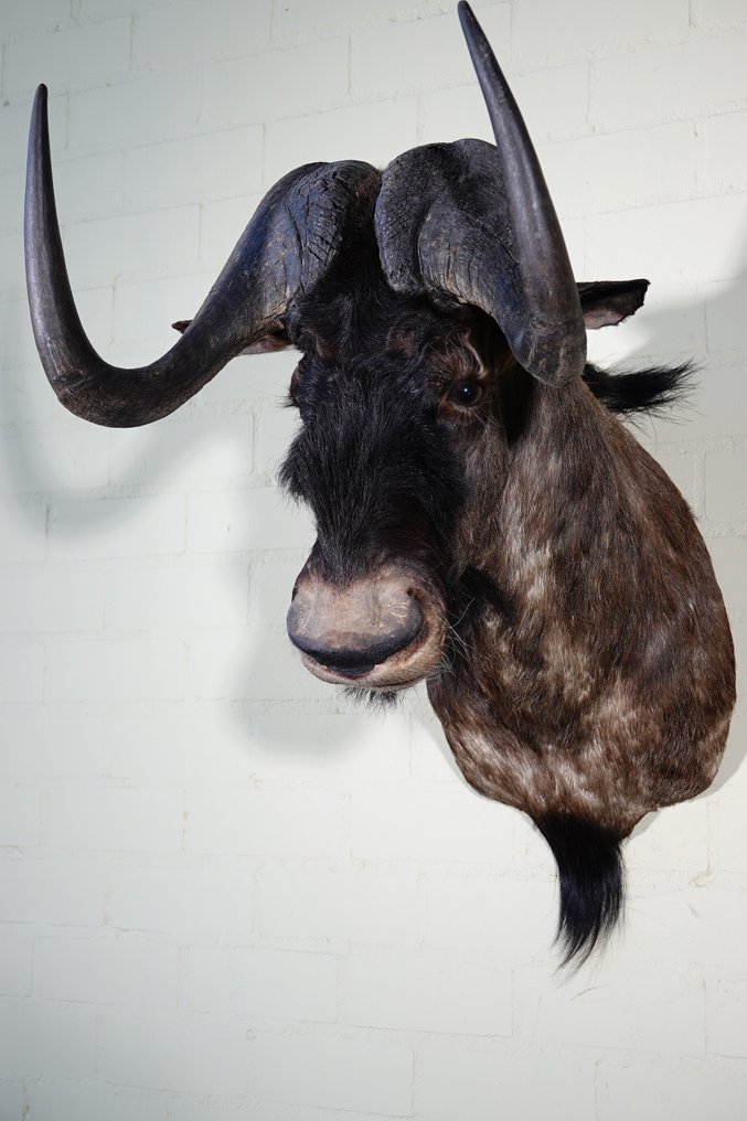 Black Wildebeest Allestimento tassidermico all’altezza della spalla - Connochaetes taurinus - 48 cm - 75 cm - 75 cm - non-CITES species #1.0