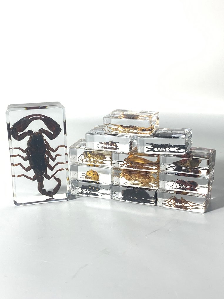 主題系列 - Spécimens d'insectes #1.0