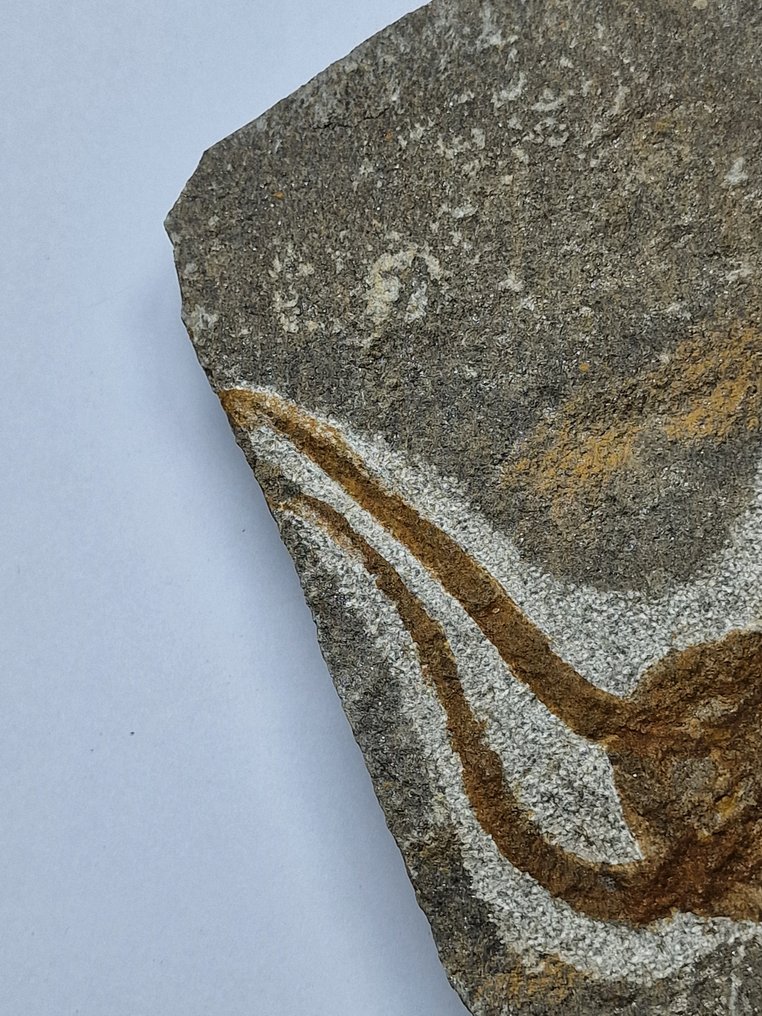 Crinoid - Fossilised animal - 13 cm  (No reserve price) #4.3