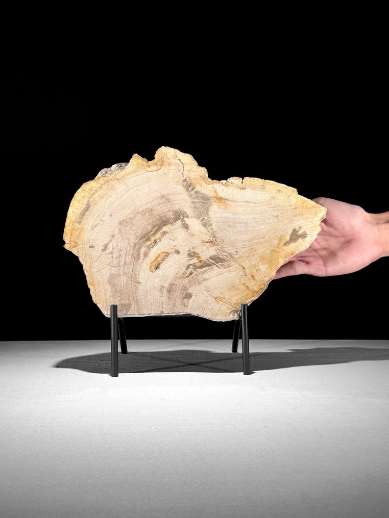 令人惊叹的化石木片，放置在定制底座上。 - 化石木材 - 26.2 cm - 30.4 cm  (沒有保留價) #1.0