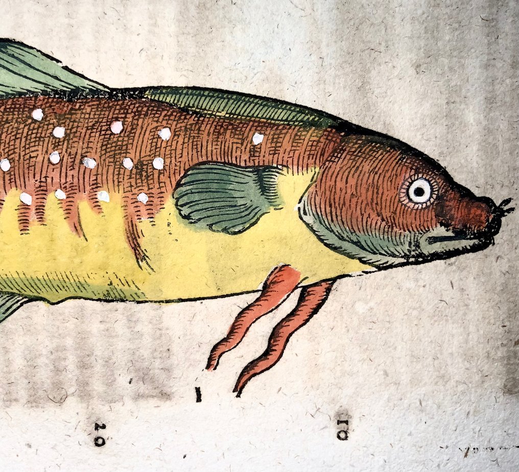 Conrad Gesner [Konrad Gessner] 1516-1565: Fishbuch: Bearded Rockling - Folio with 4 woodcuts - 1620 #1.0