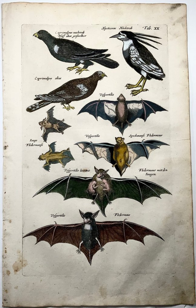 Matthäus Merian (1593-1650) - hand coloured folio: Bats, Nightjars - 1657 #2.1