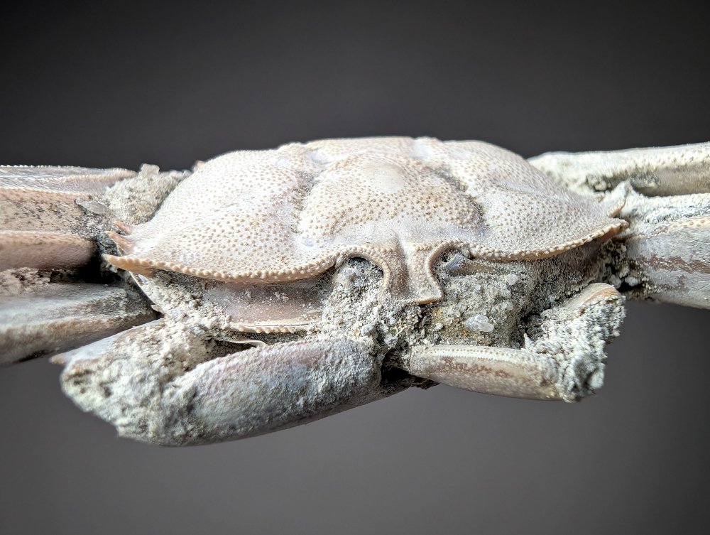 Superba aragosta fossile - Animale fossilizzato - Macrophtalmus sp. - 12.8 cm - 4.3 cm  (Senza Prezzo di Riserva) #1.0