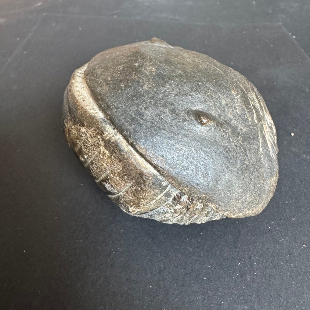 Rare trilobite, 21.3 cm, uncoiled. - Fossilised animal - Asaphellus cianus - 9.4 cm - 8.2 cm (No Reserve Price) #3.2