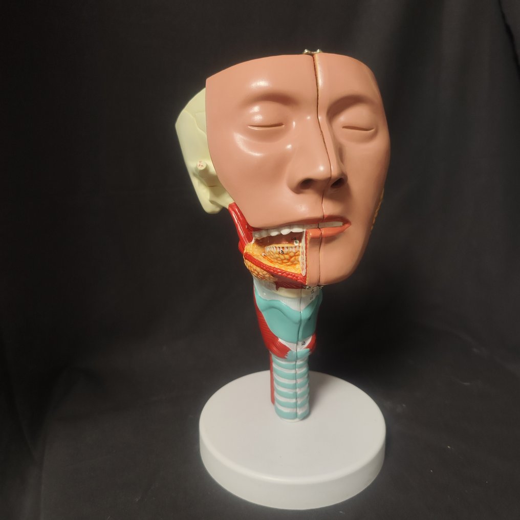 Anatomical skull, flayed, LFE size. Full skeleton with skull - Tête d écorché - 27 cm - 17 cm - 15 cm -  (1) #1.0