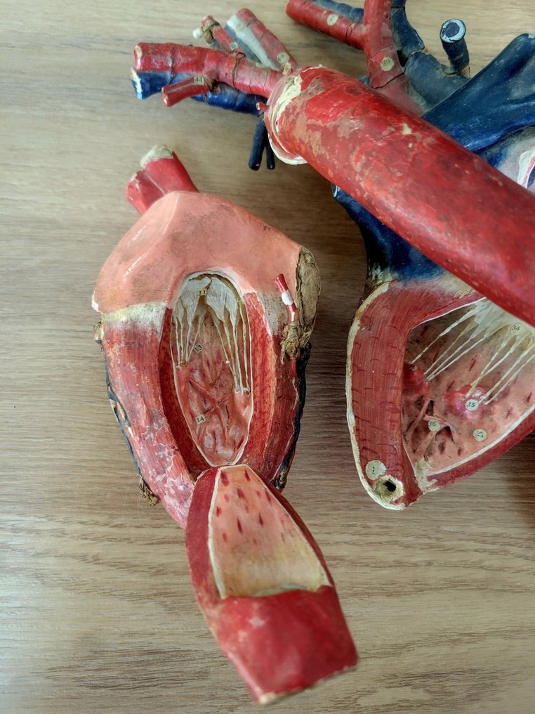 Anatomisk model - Papir - 1850-1900 - Hjerte, Dr Auzoux #1.0