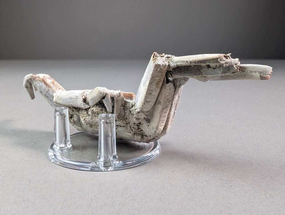 Superba aragosta fossile - Animale fossilizzato - Macrophtalmus sp. - 12.8 cm - 4.3 cm  (Senza Prezzo di Riserva) #4.3