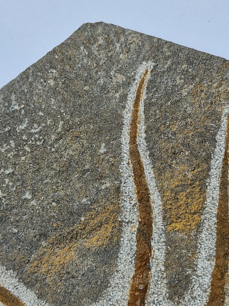 Crinoid - Fossilised animal - 13 cm  (No reserve price) #3.2