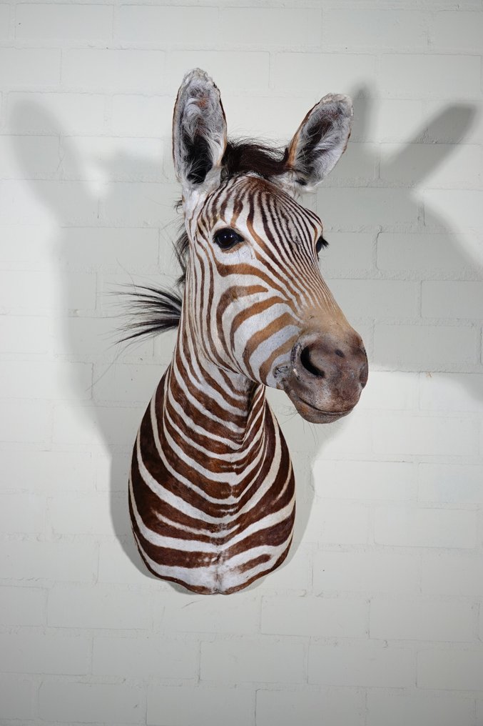 Zebra Head Επιτοίχια βάση ταρίχευσης - Equus quagga - 45 cm - 70 cm - 100 cm - Είδη που δεν ανήκουν στο CITES #2.1