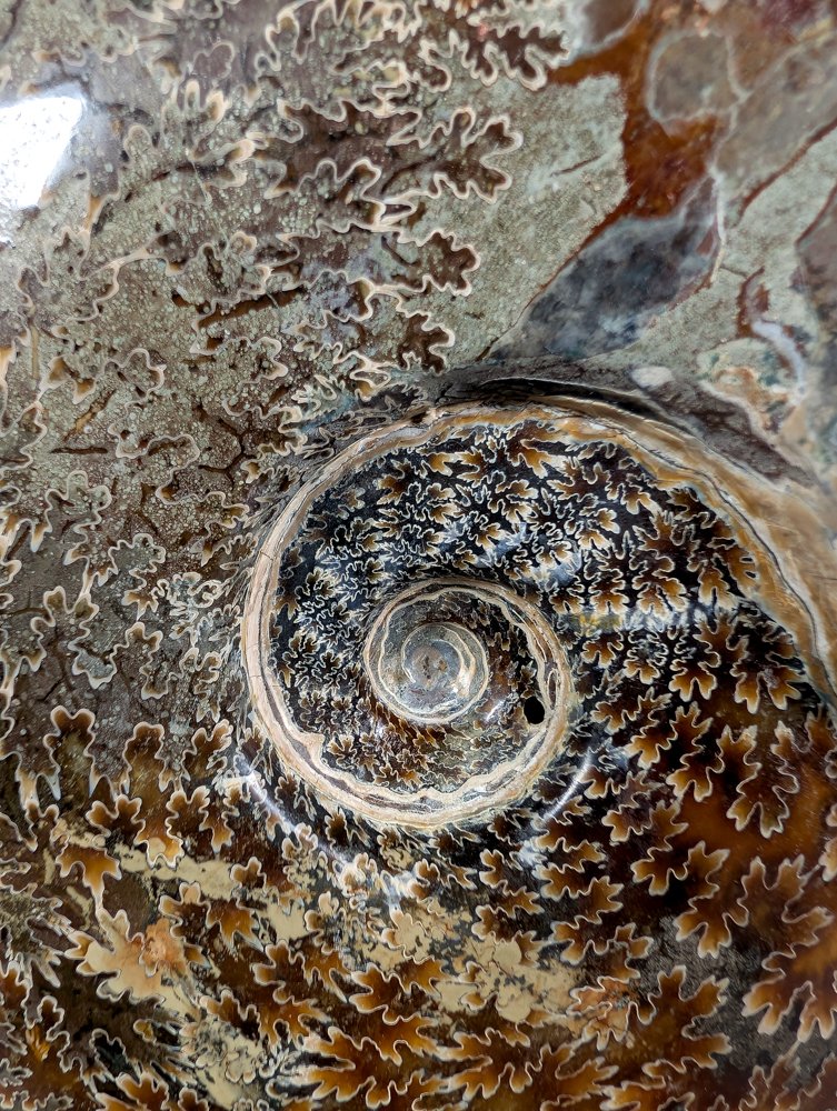 Un paio di ammoniti. - Animale fossilizzato - Cleoniceras sp. - 26 cm - 24 cm #1.0