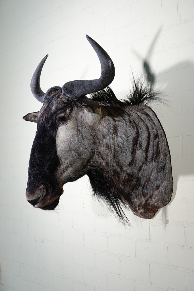 Gnu blu Teschio - Connochaetes taurinus - 65 cm - 75 cm - 56 cm- non-CITES species - (1) #2.1