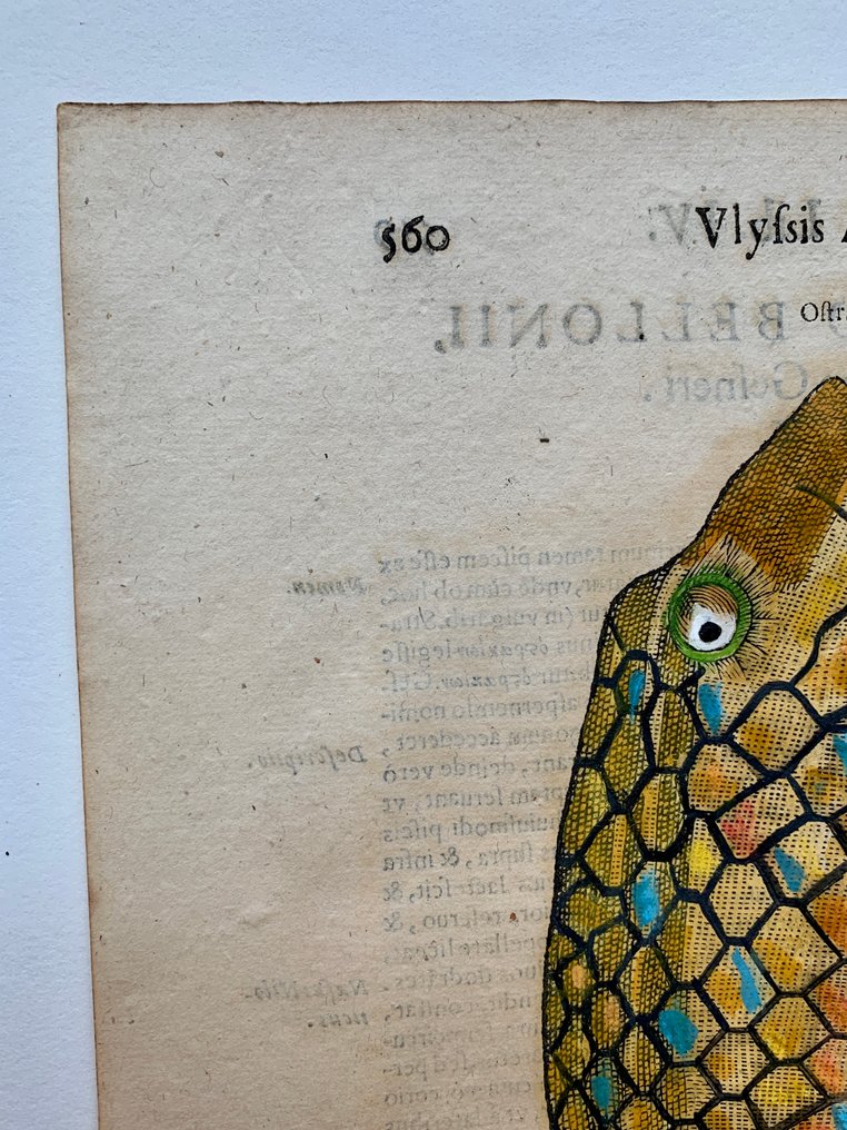 Ulisse Aldrovandi - De Piscibus Libri V - 1638 #2.1