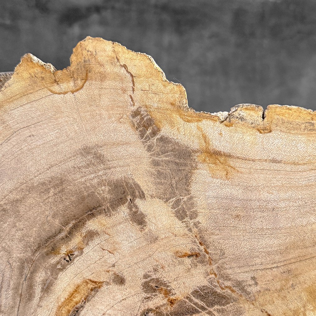 令人惊叹的化石木片，放置在定制底座上。 - 化石木材 - 26.2 cm - 30.4 cm  (沒有保留價) #4.3