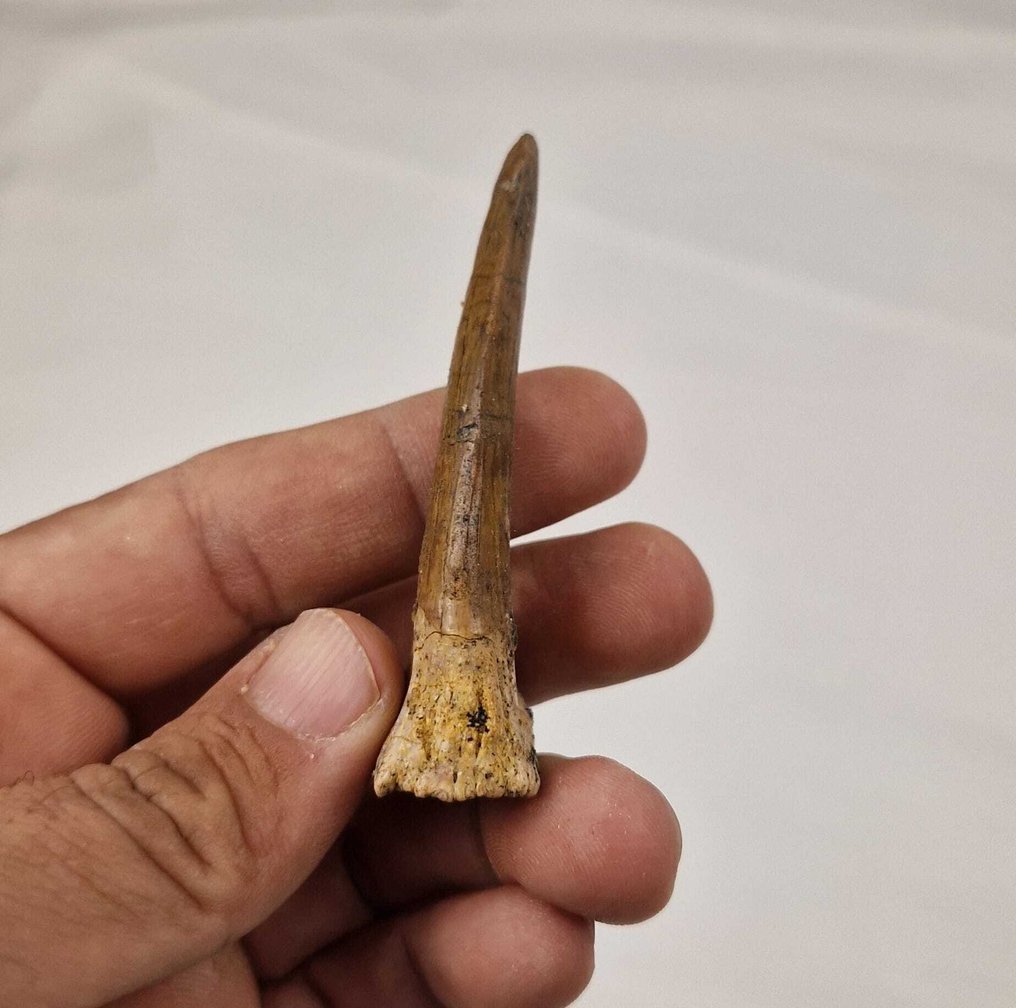 haj - Fossil tand - Onchopristis numidus - 7.5 cm (Utan reservationspris) #3.2