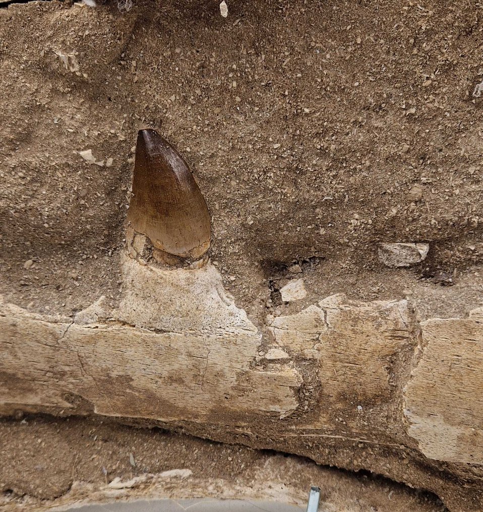 Reptile marin - Mâchoire fossilisée - Mosasaurus - 67 cm - 25 cm #4.3