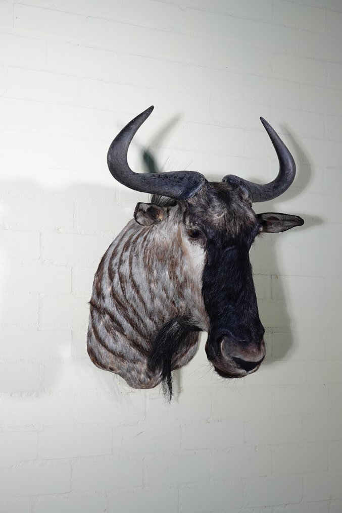 Gnu blu Teschio - Connochaetes taurinus - 65 cm - 75 cm - 56 cm- non-CITES species - (1) #1.0