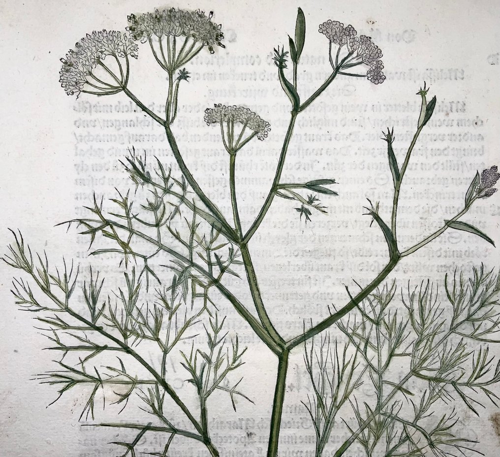Leonhard Fuchs - Large folio with large woodcut, Fennel (Foeniculum vulgare) - 1543 #1.0
