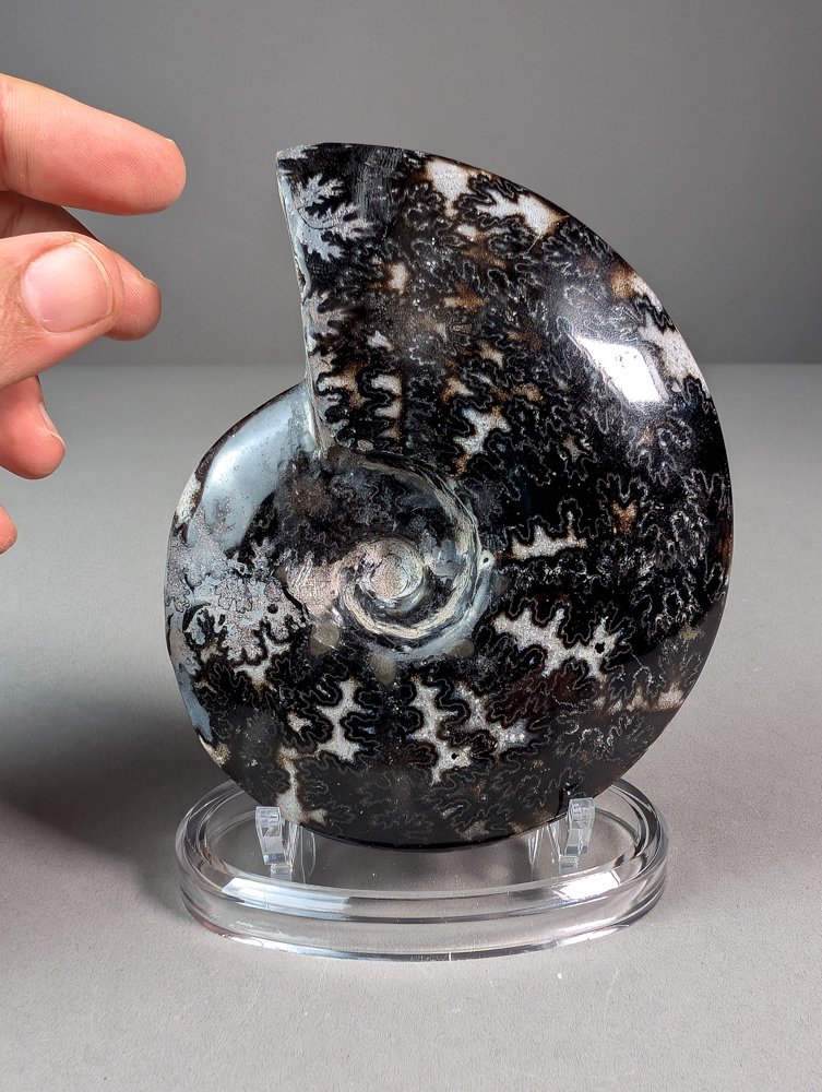 Hematiet Ammonaite - Gefossiliseerde schelp - Aioloceras (Cleoniceras) sp. - 13 cm - 10.5 cm #1.0