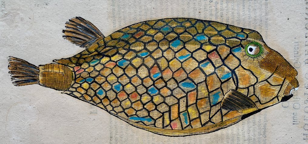 Ulisse Aldrovandi - De Piscibus Libri V - 1638 #1.0