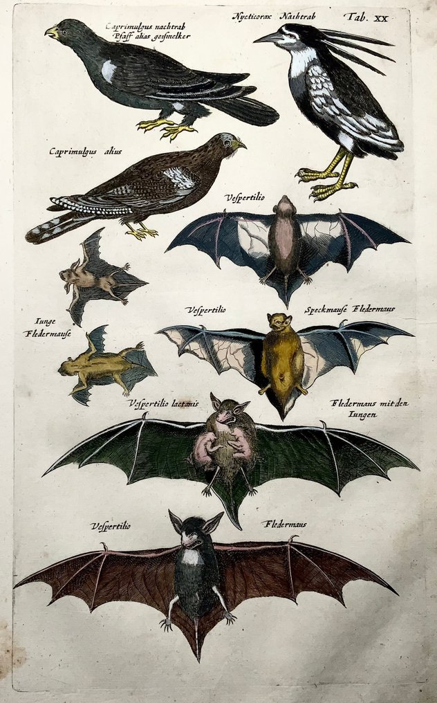Matthäus Merian (1593-1650) - hand coloured folio: Bats, Nightjars - 1657 #1.0