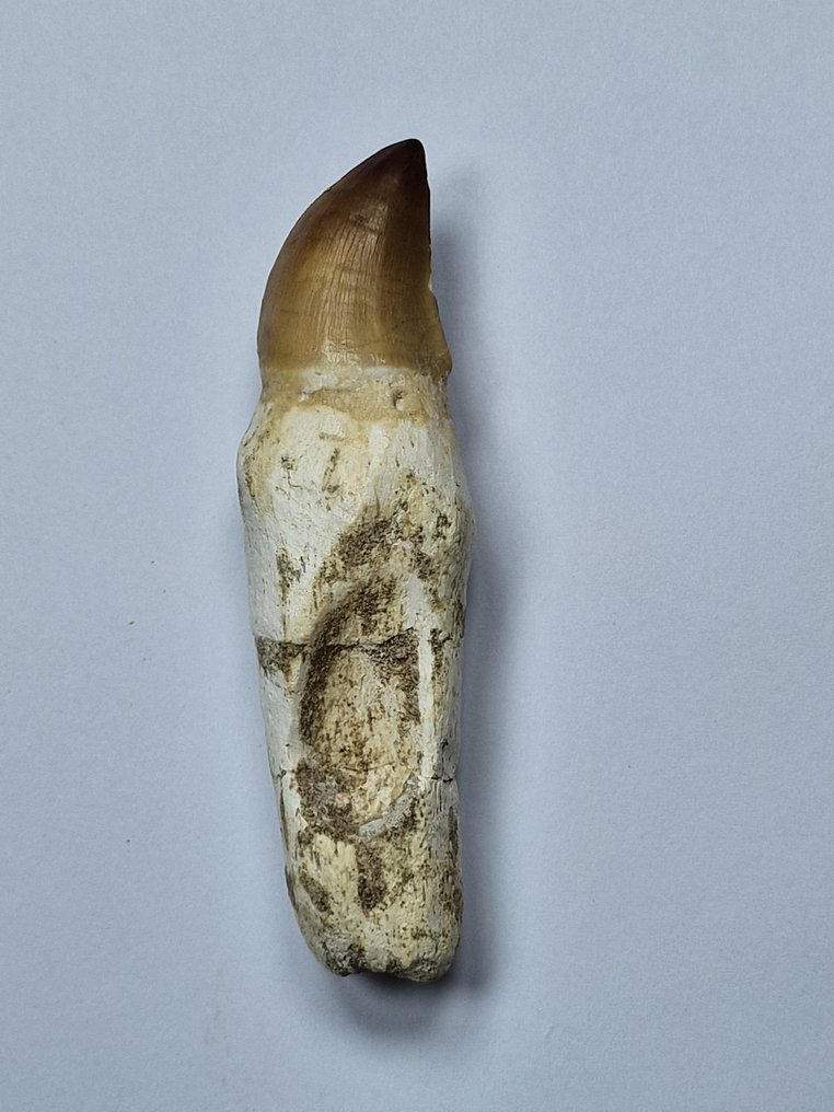 Mosasaur - Fossil tooth - 9 cm (No Reserve Price) #1.0