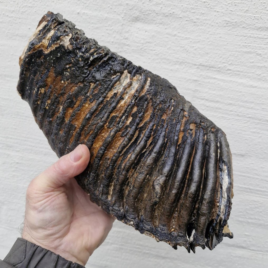 Woolly Mammoth - Fossil molar - Mammuthus primigenius - 315 mm - 160 mm  (No Reserve Price) #2.1