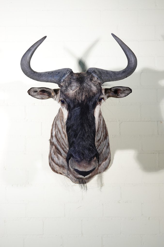 Gnu blu Teschio - Connochaetes taurinus - 65 cm - 75 cm - 56 cm- non-CITES species - (1) #4.3