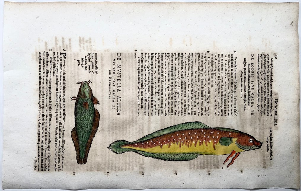 Conrad Gesner [Konrad Gessner] 1516-1565: Fishbuch: Bearded Rockling - Folio with 4 woodcuts - 1620 #2.1
