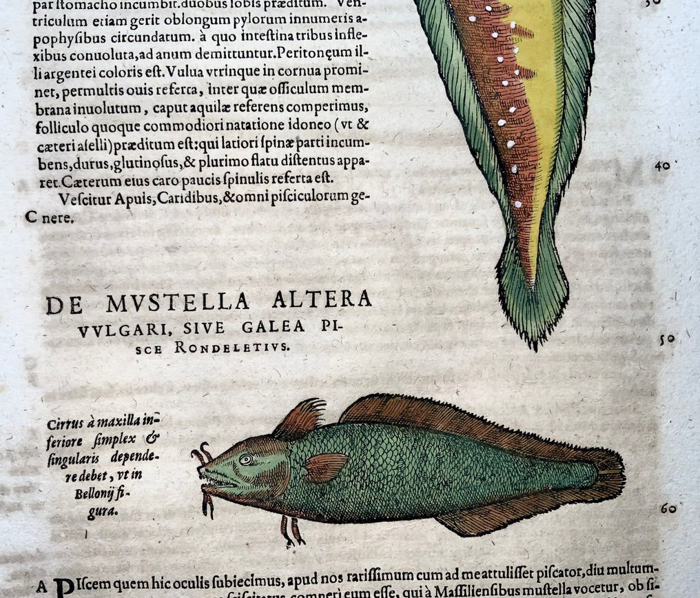 Conrad Gesner [Konrad Gessner] 1516-1565: Fishbuch: Bearded Rockling - Folio with 4 woodcuts - 1620 #4.3