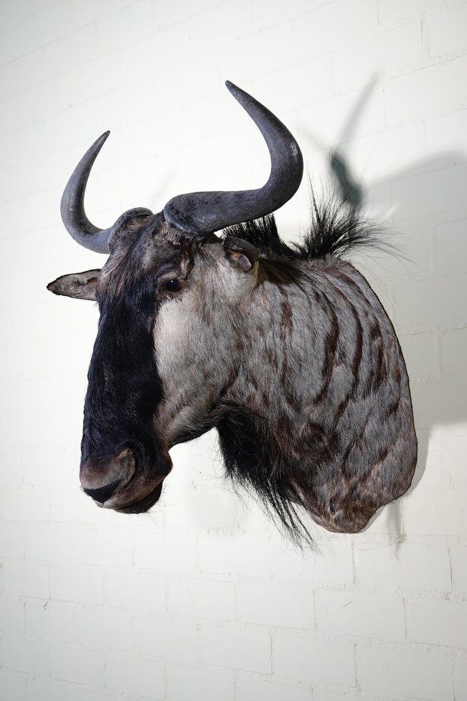 Gnu blu Teschio - Connochaetes taurinus - 65 cm - 75 cm - 56 cm- non-CITES species - (1) #1.0
