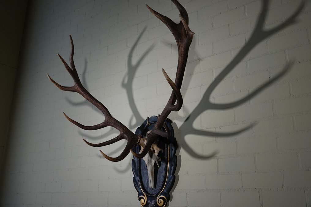 Μεγάλος Κόκκινος Ελάφι - κεφάλι σε ασπίδα. Επιτοίχια βάση ταρίχευσης - Cervus elaphus - 112 cm - 60 cm - 130 cm - non-CITES species #2.1