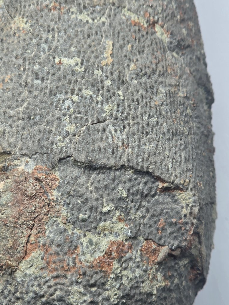 Oviraptor - Fossiliserat ägg - 19 cm #2.1