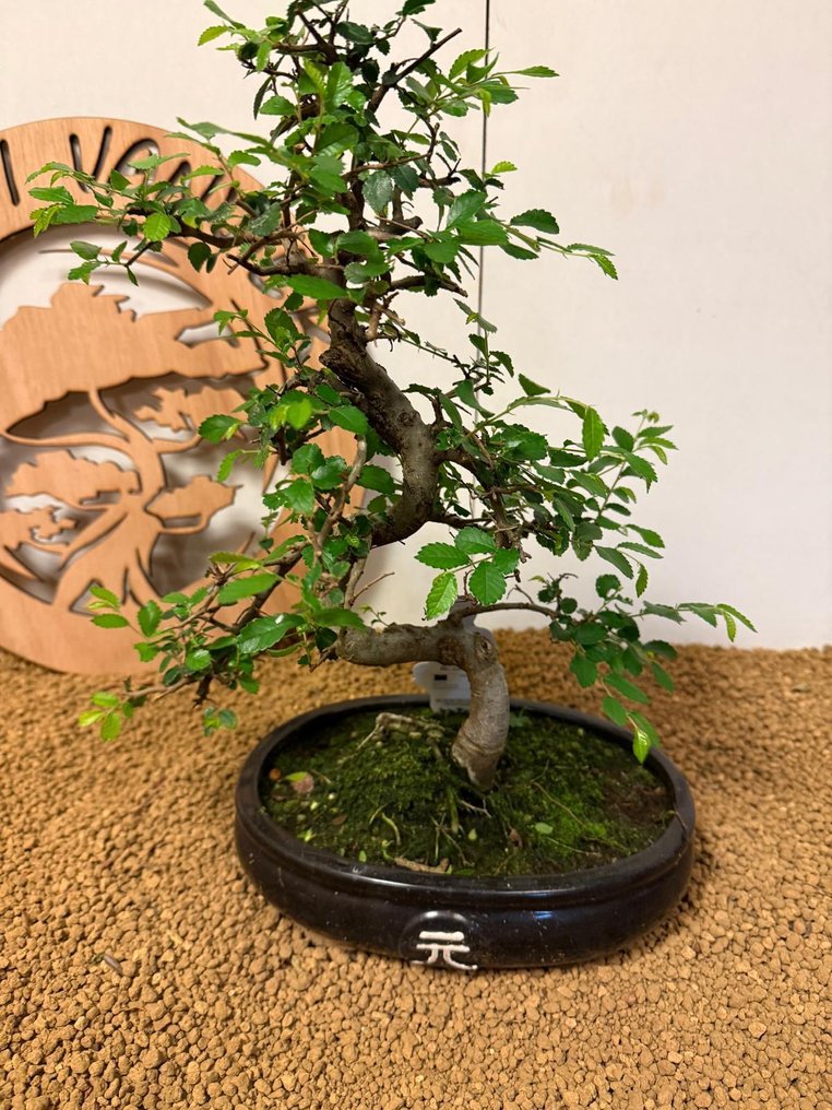 Japanese elm bonsai (Zelkova) - Height (Tree): 36 cm - Depth (Tree): 26 cm - Belgium #3.2