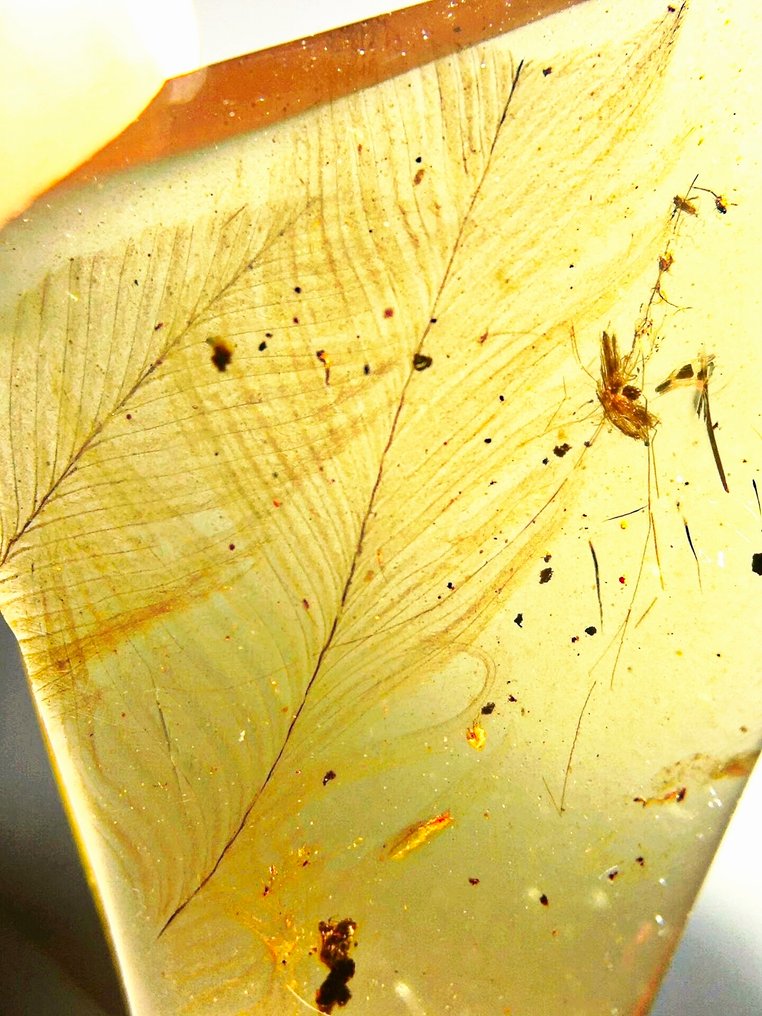 fjer - Rav - 21 mm - 13 mm #1.0