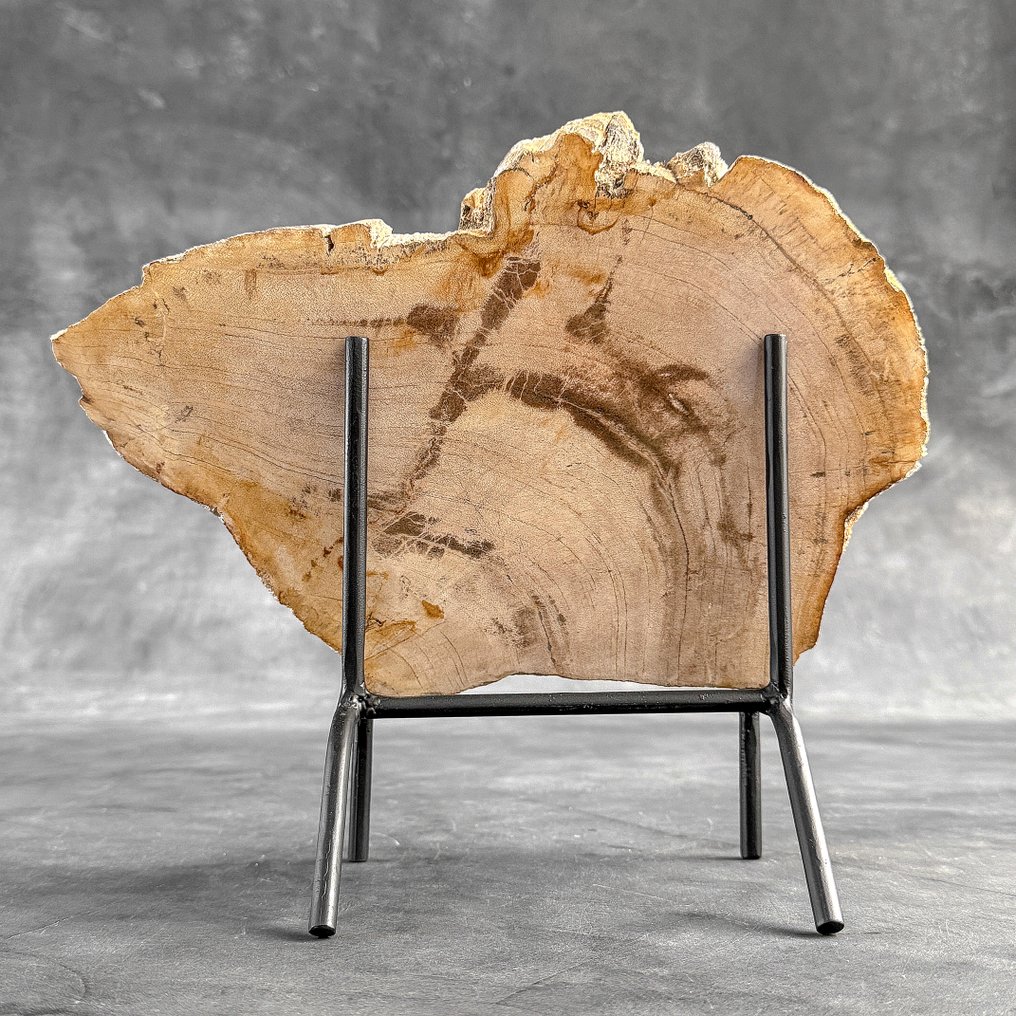 令人惊叹的化石木片，放置在定制底座上。 - 化石木材 - 26.2 cm - 30.4 cm  (沒有保留價) #1.0