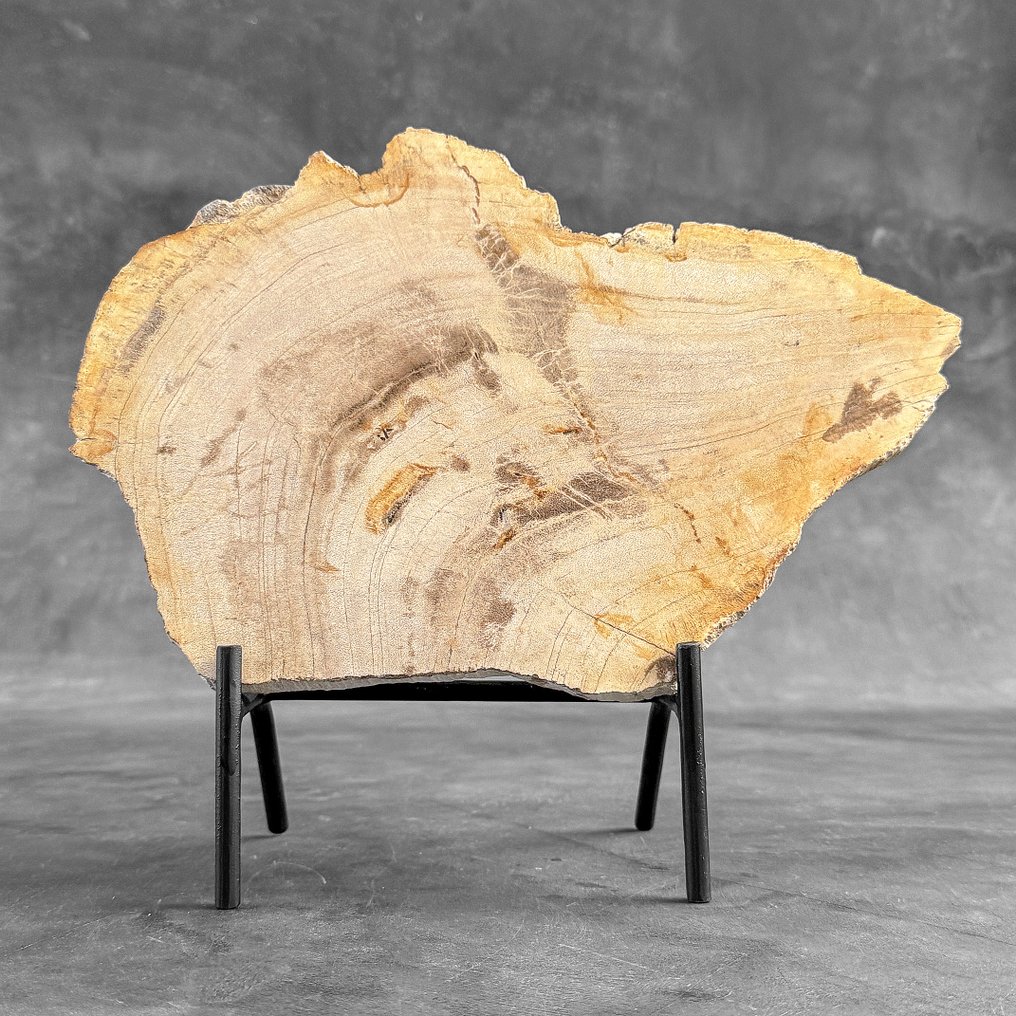 令人惊叹的化石木片，放置在定制底座上。 - 化石木材 - 26.2 cm - 30.4 cm  (沒有保留價) #2.1