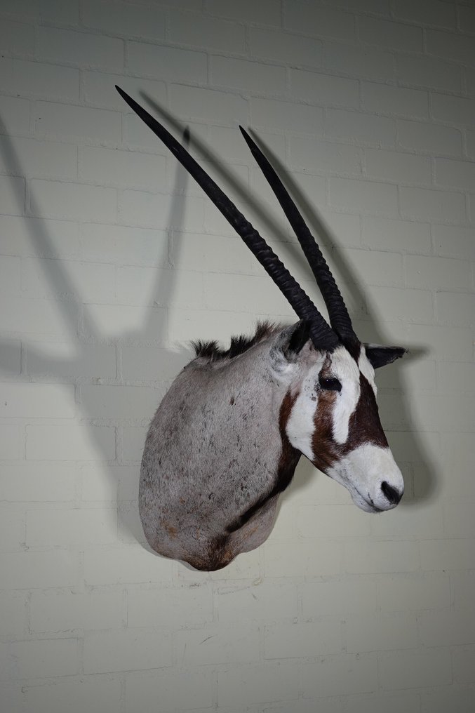 Gemsbok géant Crâne - Oryx gazella - 58 cm - 110 cm - 70 cm- non-CITES species #3.2