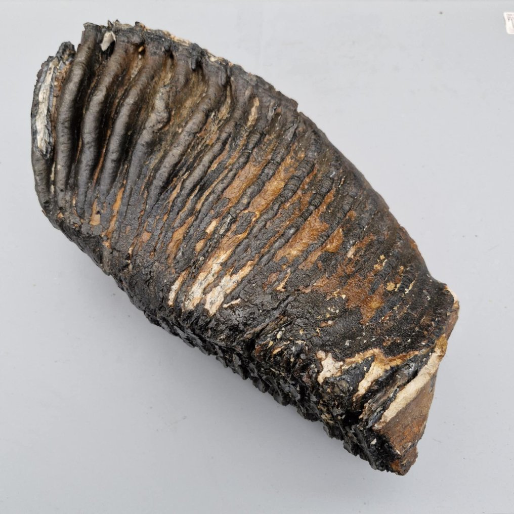 Woolly Mammoth - Fossil molar - Mammuthus primigenius - 315 mm - 160 mm  (No Reserve Price) #3.2