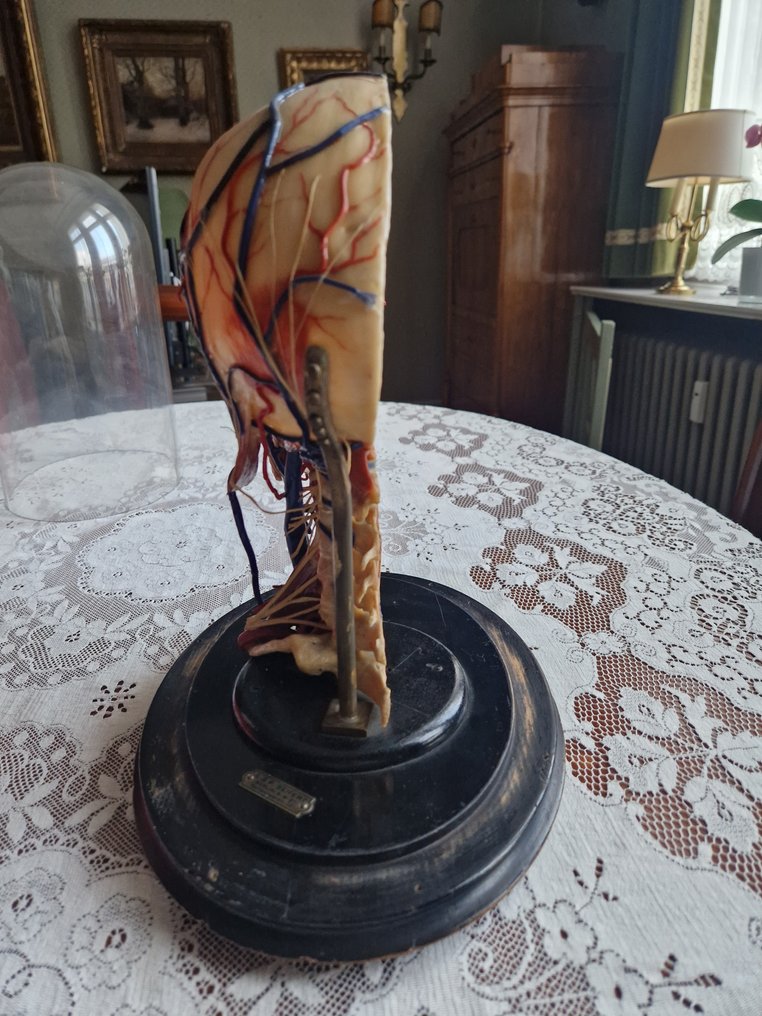 Modello anatomico -  - 1930-1940 - Modello anatomico in cera di un cranio - A & P Seifert #3.2