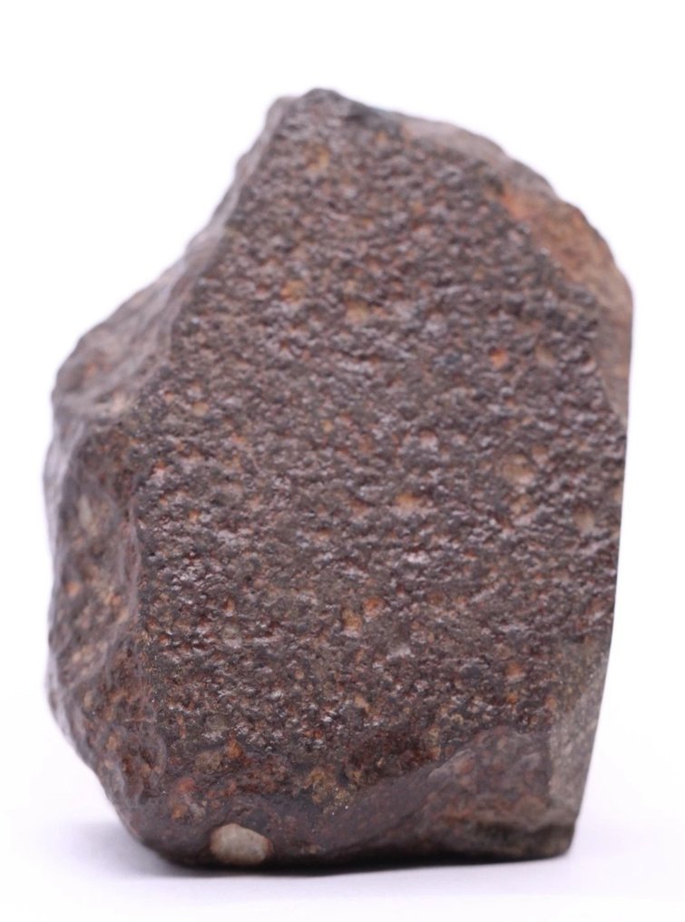 NWA 13309 LL3.15 Chondrite Meteorite - 62.5 g - (1) #3.2
